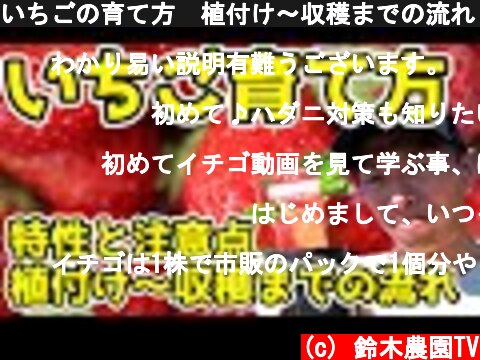 いちごの育て方 意味とは何