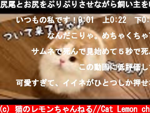 かわいい猫ちゃん動画 意味とは何