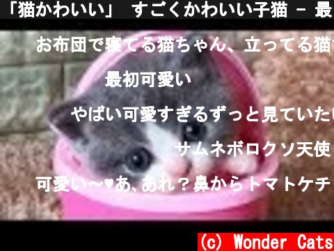 かわいい猫ちゃん動画 ページ 3 意味とは何