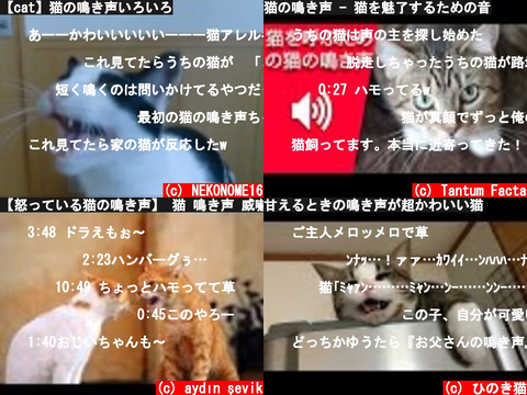 猫の鳴き声に癒される動画 意味とは何
