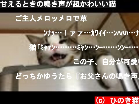 猫の鳴き声に癒される動画 意味とは何