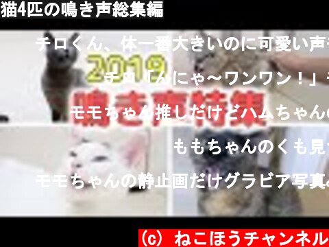 猫の鳴き声に癒される動画 意味とは何