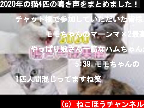 猫の鳴き声に癒される動画 意味とは何