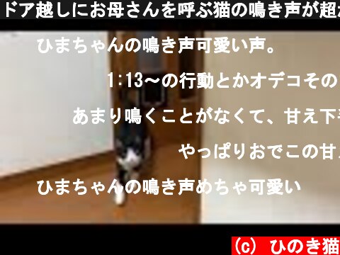 猫の鳴き声に癒される動画 ページ 5 意味とは何