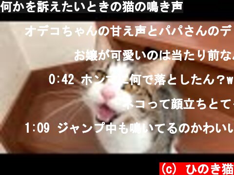 猫の鳴き声に癒される動画 意味とは何