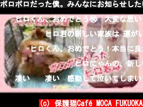 ボロボロだった僕。みんなにお知らせしたい事があるんだよ。【虐待された猫】【保護猫】  (c) 保護猫Café MOCA FUKUOKA