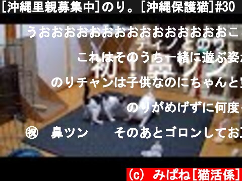 [沖縄里親募集中]のり。[沖縄保護猫]#30 ぼろぼろガリガリだった元野良猫ディノとのり、猫同士のご挨拶、初鼻ツンの瞬間まで。  (c) みぱね[猫活係]