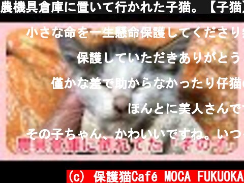 農機具倉庫に置いて行かれた子猫。【子猫】【保護猫】  (c) 保護猫Café MOCA FUKUOKA