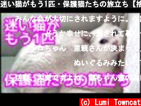 迷い猫がもう1匹・保護猫たちの旅立ち【捨て猫保護③】  (c) Lumi Towncat
