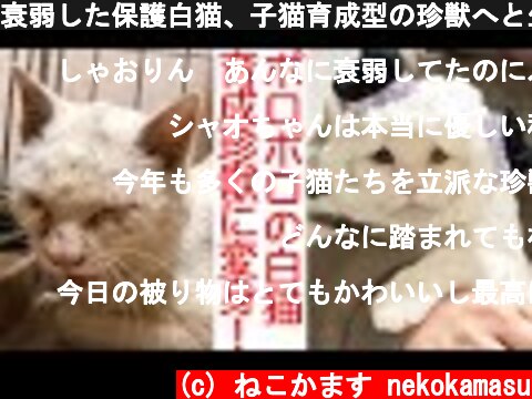 衰弱した保護白猫、子猫育成型の珍獣へと生まれ変わる  (c) ねこかます nekokamasu