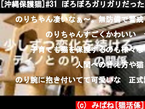 [沖縄保護猫]#31 ぼろぼろガリガリだった元野良猫ディノと、のり。日々変化を続ける関係性に目が離せない。のりが良い子すぎて泣ける。  (c) みぱね[猫活係]