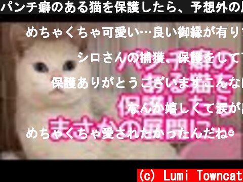 パンチ癖のある猫を保護したら、予想外の展開に…【捨て猫保護①】  (c) Lumi Towncat