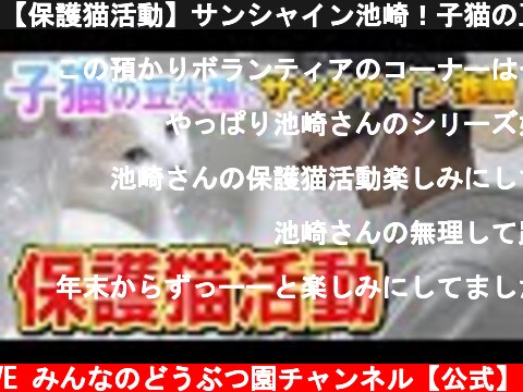 【保護猫活動】サンシャイン池崎！子猫の豆大福を預かりボランティア！  (c) I LOVE みんなのどうぶつ園チャンネル【公式】