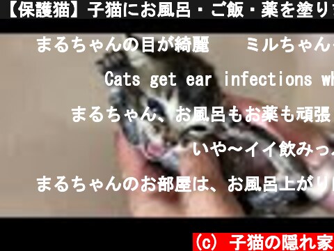 【保護猫】子猫にお風呂・ご飯・薬を塗りました【保護子猫】  (c) 子猫の隠れ家