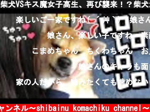 柴犬VSキス魔女子高生、再び襲来！？柴犬がキス攻撃にキレる！？  (c) 柴犬こまちくチャンネル〜shibainu komachiku channel〜