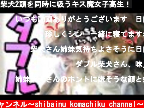 柴犬2頭を同時に吸うキス魔女子高生！  (c) 柴犬こまちくチャンネル〜shibainu komachiku channel〜