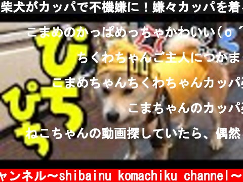 柴犬がカッパで不機嫌に！嫌々カッパを着る柴犬。  (c) 柴犬こまちくチャンネル〜shibainu komachiku channel〜