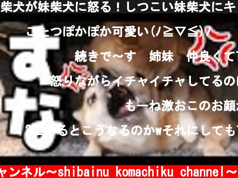 柴犬が妹柴犬に怒る！しつこい妹柴犬にキレる姉柴犬。  (c) 柴犬こまちくチャンネル〜shibainu komachiku channel〜