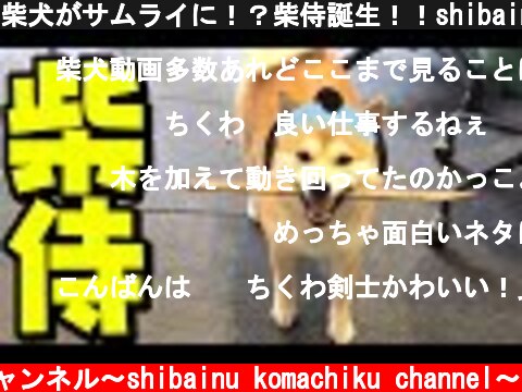 柴犬がサムライに！？柴侍誕生！！shibainu samurai  (c) 柴犬こまちくチャンネル〜shibainu komachiku channel〜