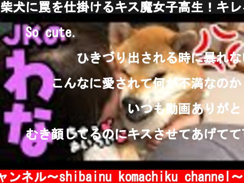 柴犬に罠を仕掛けるキス魔女子高生！キレる柴犬！！  (c) 柴犬こまちくチャンネル〜shibainu komachiku channel〜