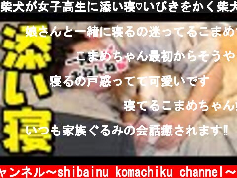 柴犬が女子高生に添い寝♡いびきをかく柴犬。  (c) 柴犬こまちくチャンネル〜shibainu komachiku channel〜