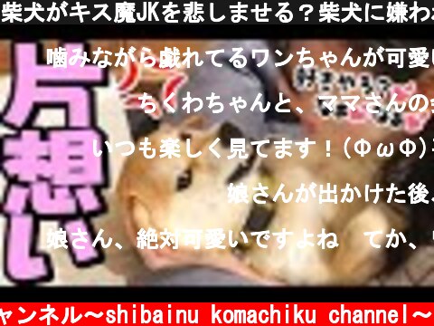 柴犬がキス魔JKを悲しませる？柴犬に嫌われる女子高生の娘。  (c) 柴犬こまちくチャンネル〜shibainu komachiku channel〜