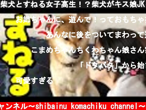 柴犬とすねる女子高生！？柴犬がキス娘JKをなだめる。  (c) 柴犬こまちくチャンネル〜shibainu komachiku channel〜