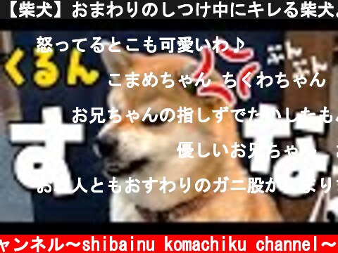 【柴犬】おまわりのしつけ中にキレる柴犬。激オコぷんぷんな柴犬！  (c) 柴犬こまちくチャンネル〜shibainu komachiku channel〜