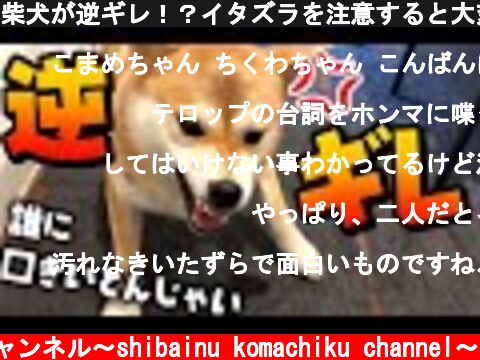 柴犬が逆ギレ！？イタズラを注意すると大変な事に！！  (c) 柴犬こまちくチャンネル〜shibainu komachiku channel〜