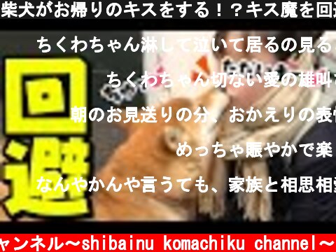 柴犬がお帰りのキスをする！？キス魔を回避する柴犬のキス！  (c) 柴犬こまちくチャンネル〜shibainu komachiku channel〜
