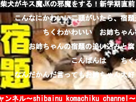 柴犬がキス魔JKの邪魔をする！新学期直前！  (c) 柴犬こまちくチャンネル〜shibainu komachiku channel〜