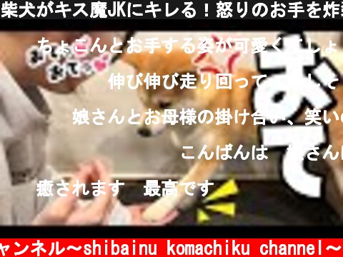 柴犬がキス魔JKにキレる！怒りのお手を炸裂する柴犬！  (c) 柴犬こまちくチャンネル〜shibainu komachiku channel〜
