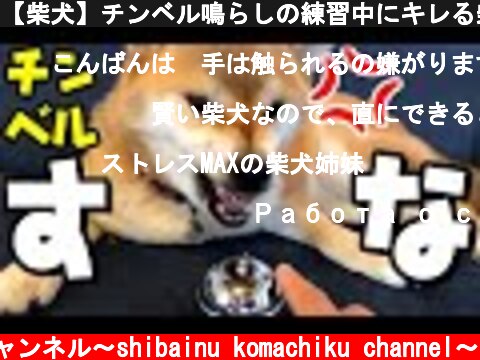 【柴犬】チンベル鳴らしの練習中にキレる柴犬。ベル鳴らしどころじゃあーりませんか💦激オコ柴犬。  (c) 柴犬こまちくチャンネル〜shibainu komachiku channel〜