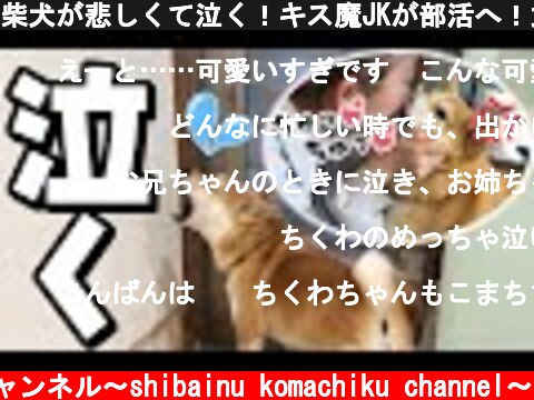 柴犬が悲しくて泣く！キス魔JKが部活へ！大泣きする柴犬！  (c) 柴犬こまちくチャンネル〜shibainu komachiku channel〜
