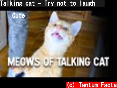 Talking cat - Try not to laugh 🤣  (c) Tantum Facta
