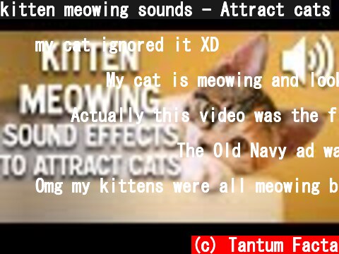 kitten meowing sounds - Attract cats  (c) Tantum Facta