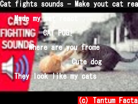 Cat fights sounds - Make yout cat react  (c) Tantum Facta