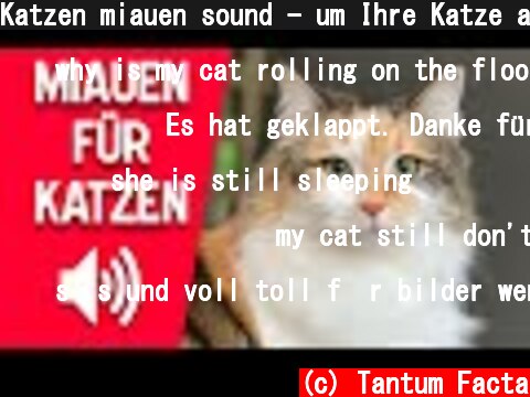 Katzen miauen sound - um Ihre Katze anzulocken  (c) Tantum Facta