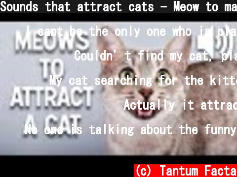 Sounds that attract cats - Meow to make cats come to you  (c) Tantum Facta