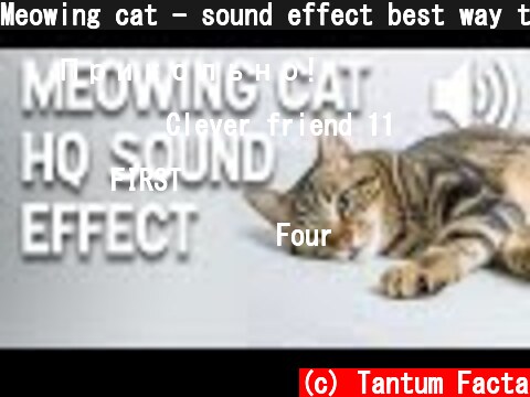 Meowing cat - sound effect best way to attract cats  (c) Tantum Facta