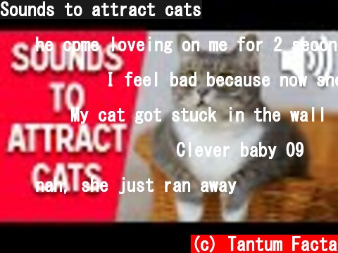 Sounds to attract cats  (c) Tantum Facta
