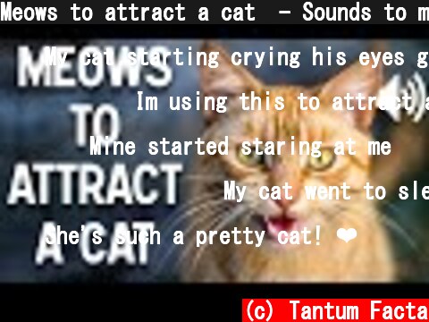 Meows to attract a cat  - Sounds to make cats come to you  (c) Tantum Facta