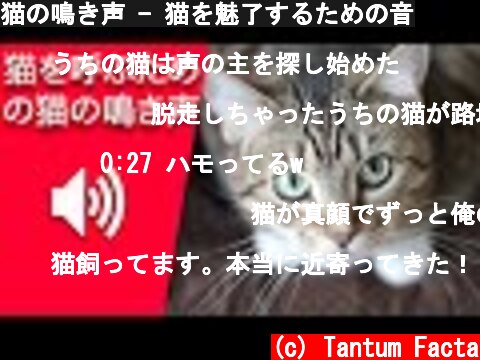 猫の鳴き声 - 猫を魅了するための音  (c) Tantum Facta
