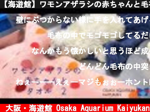 【海遊館】ワモンアザラシの赤ちゃんと毛布2（2021.4.30）  (c) 大阪・海遊館 Osaka Aquarium Kaiyukan