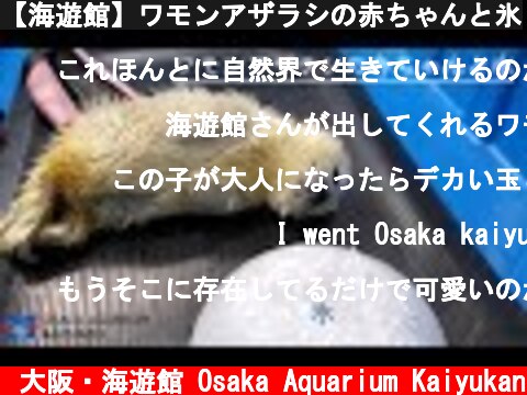 【海遊館】ワモンアザラシの赤ちゃんと氷  (c) 大阪・海遊館 Osaka Aquarium Kaiyukan