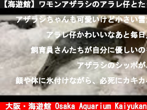 【海遊館】ワモンアザラシのアラレ仔とたっぷり氷  (c) 大阪・海遊館 Osaka Aquarium Kaiyukan