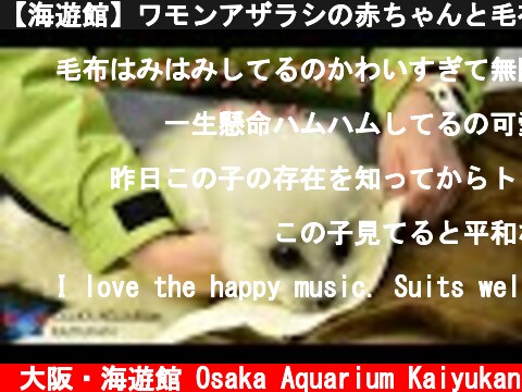 【海遊館】ワモンアザラシの赤ちゃんと毛布（2021.4.14）  (c) 大阪・海遊館 Osaka Aquarium Kaiyukan