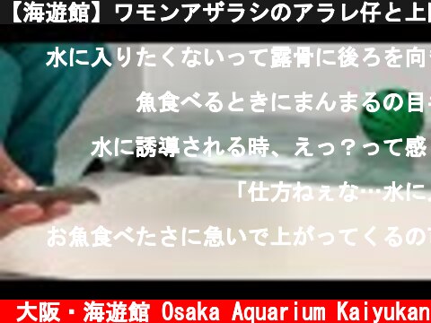 【海遊館】ワモンアザラシのアラレ仔と上陸トレーニング（2021.07.01）  (c) 大阪・海遊館 Osaka Aquarium Kaiyukan
