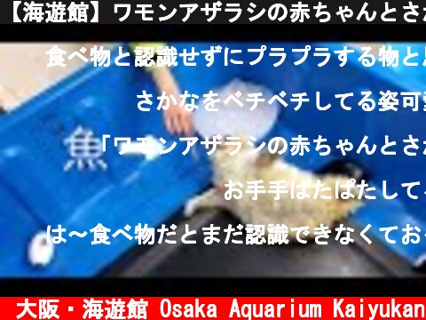 【海遊館】ワモンアザラシの赤ちゃんとさかな（2021.5.1）  (c) 大阪・海遊館 Osaka Aquarium Kaiyukan
