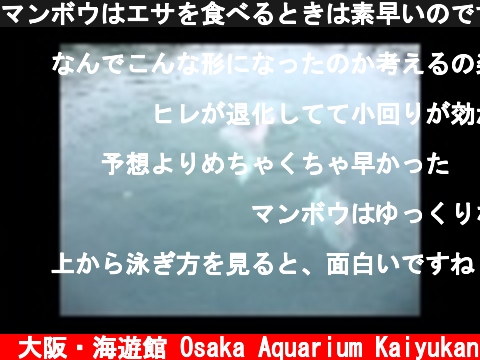マンボウはエサを食べるときは素早いのです！  (c) 大阪・海遊館 Osaka Aquarium Kaiyukan